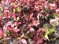 Red Hot Chinese Hibiscus / Hibiscus rosa-sinensis 